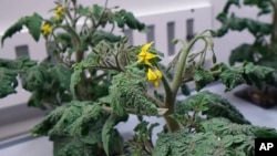 Vegetables are seen growing on the Eden ISS, German Aerospace Center, Antarctica. (eden_iss_project - Instagram)