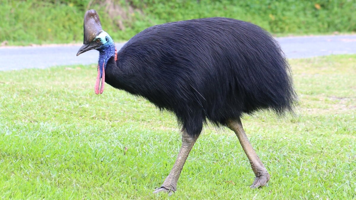  Burung  Kasuari  Serang dan Tewaskan Pemiliknya