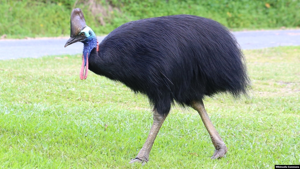 Burung Kasuari Serang Dan Tewaskan Pemiliknya