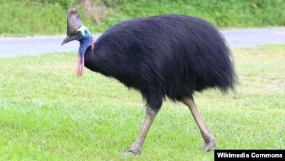 200 Gambar Burung Kasuari Gambar Id