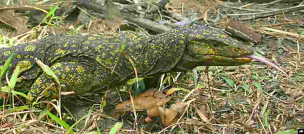 Golden Spotted Monitor lizard found in the Philippines. (J. Brown)