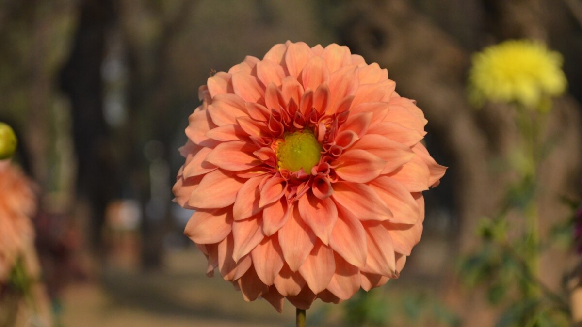 Chrysanthemums: Fall Flowers That Bring Beauty Each Year - Vimarsana News