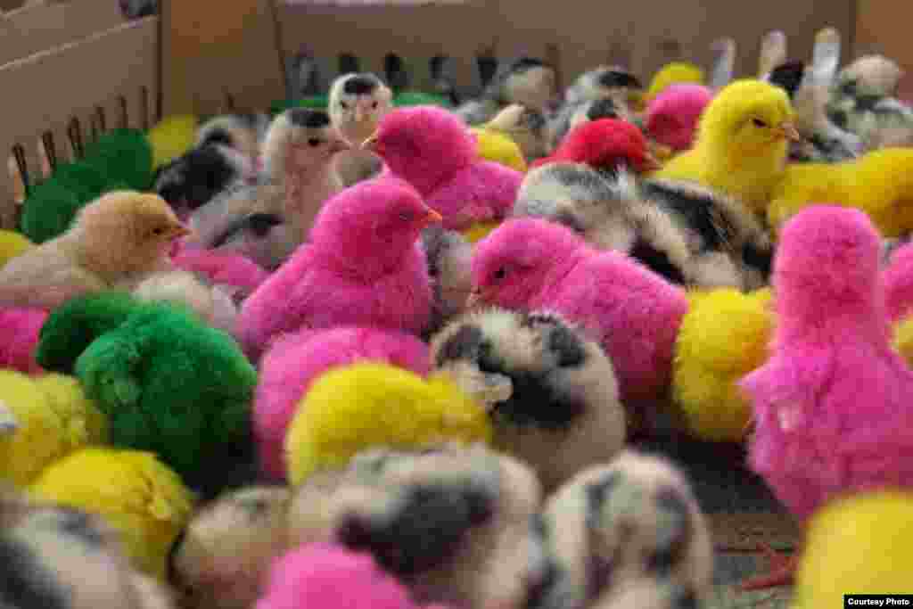 Artificially dyed chicks on sale at a market in Chumphuang market, northeast Thailand. (Photo taken by Matthew Richards/Thailand/VOA reader)