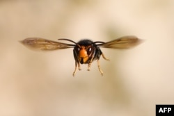 FILE - An Asian hornet (Vespa velutina) flies on September 14, 2019 in Loue, northwestern France. (Photo by JEAN-FRANCOIS MONIER / AFP)