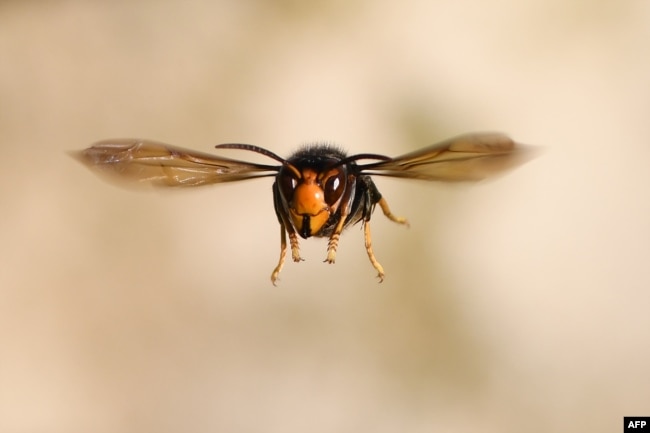 FILE - An Asian hornet (Vespa velutina) flies on September 14, 2019 in Loue, northwestern France. (Photo by JEAN-FRANCOIS MONIER / AFP)