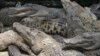 Des fossiles de crocodiles géants découverts en Amazonie