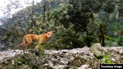 highland wild dog new guinea
