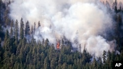Smoke rises from a thickly timbered hillside as a tree goes up in flames in the hills above Twisp, Washington, Aug. 21, 2015. 