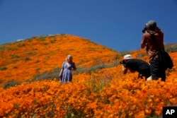 A model poses among wildflowers in bloom, March 18, 2019, in Lake Elsinore, California.