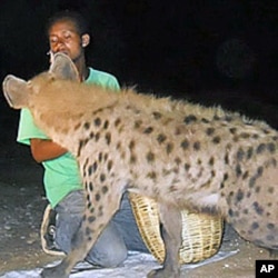 The 'hyena men' of Harar, an ancient city in eastern Ethiopia, call the animals by name, and feed them goat meat with their hands or from sticks in their mouths.