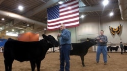 Two heifers at the Pennsylvania Farm Show