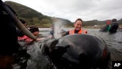 Voluntaria lleva una ballena a un arroyo cercano para descansar mientras se decide cómo se intentarán liberar en masa en Strand Bay en el extremo norte de Nueva Zelanda.