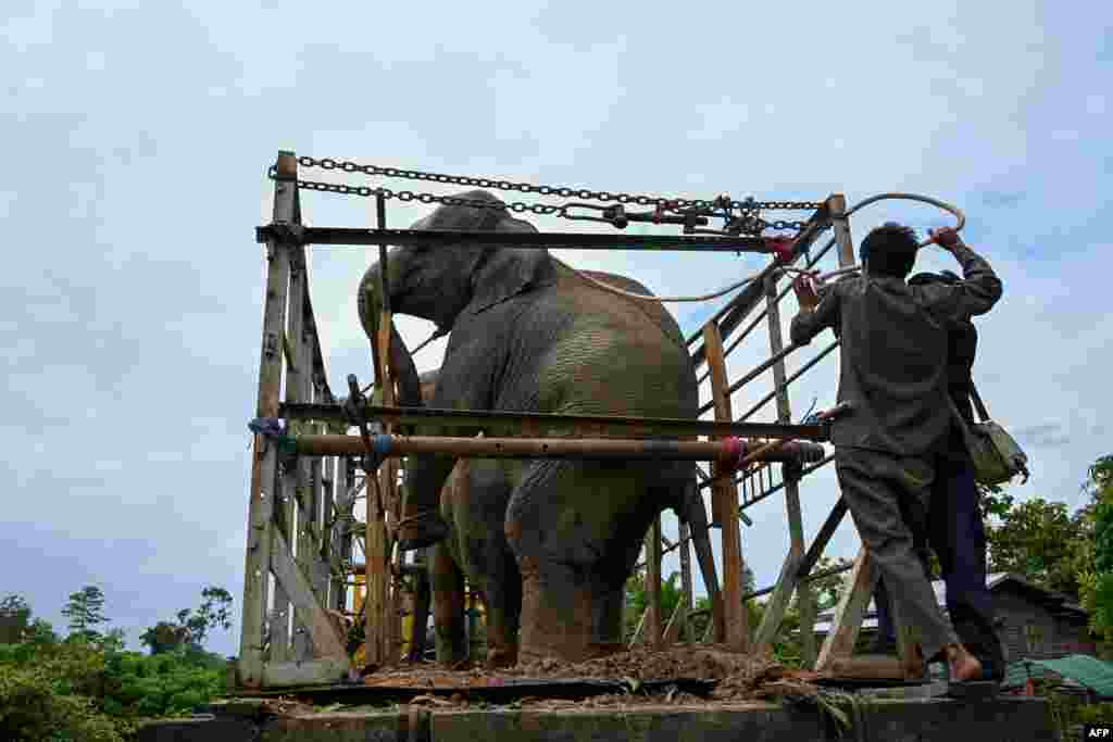 Forest rangers prepare to release two wild elephants which had been foraging villages and a highway for food in Yangon, into the Zarmaye nature reserve located in the Bago region, Myanmar.