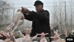 Seorang pedagang Tiongkok menjual ayam potong di provinsi Shandong (foto: dok). Pemerintah AS memrotes pemberlakuan bea masuk yang tinggi bagi ayam Amerika ke Tiongkok.