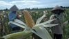 Farmers harvest corn in Purworejo, Indonesia, Jan. 4, 2017. The government decided to import 100,000 tons of corn for cattle feed until the end of the year.