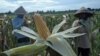 Indonesia’s Goal of Food Sovereignty Remains a Work in Progress
