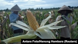 Farmers harvest corn in Purworejo, Indonesia, Jan. 4, 2017. The government decided to import 100,000 tons of corn for cattle feed until the end of the year.