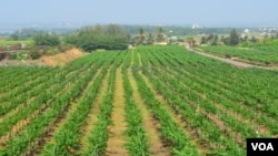 Nashik in Western India, where the sub tropical climate is suitable for growing grapes, is home to sprawling vineyards. (Anjana Pasricha for VOA)