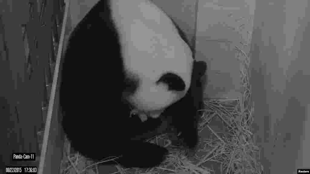 The National Zoo&#39;s giant panda Mei Xiang is shown in this Giant Panda Cam image after giving birth to two cubs, in Washington, DC, Aug. 22, 2015. &nbsp;