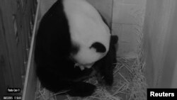 华盛顿史密森国家动物园大熊猫摄像机拍下的大熊猫美香。（2015年8月22日）