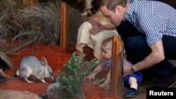 Catherine, the Duchess of Cambridge, and her husband, Britain's Prince William, watch as their son Prince George looks at an Australian animal called a bilby during a visit to Sydney's Taronga Zoo, April 20, 2014.