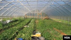 Greenhouse yaAmai Tanyaradzwa Doka-Spandla