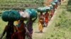 Report: Women Tea Workers in India Live in 'Appalling' Conditions 