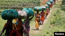 FILE - Tea garden workers carry sacks filled with tea leaves at Durgabari Tea Estate on the outskirts of Agartala, India, May 4, 2017.