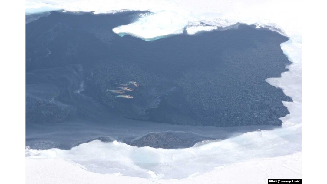 FILE - A pod of narwhals is seen in central Baffin Bay off of the North Atlantic Ocean near Greenland.