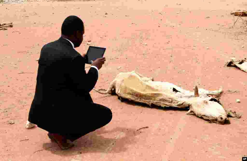 As drought grips the Horn of Africa, an aid worker films the rotting carcass of a cow with in iPad near the Kenya-Somalia border, July 23, 2011. (Reuters)