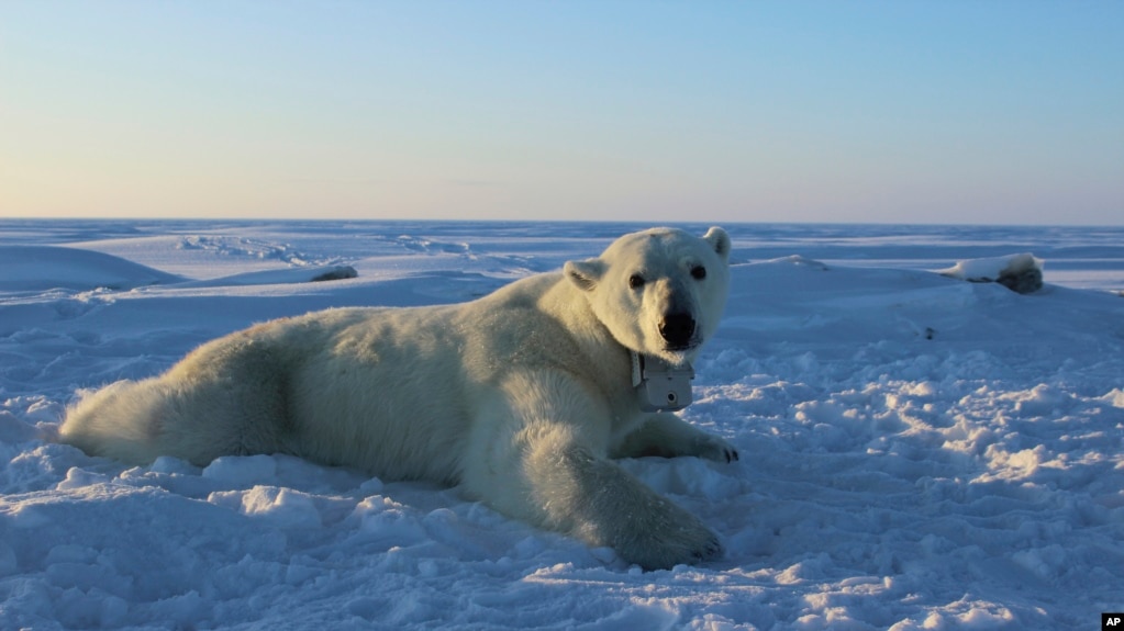 In this April 15, 2015 photo provided by the United States Geological Survey, a polar bear wearing a GPS video-camera collar lies on a chunk of sea ice in the Beaufort Sea. A new study released Feb. 1, 2018 shows some polar bears in the Arctic are shedding pounds during the time they are supposed to be beefing up. 