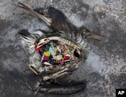 FILE - A black footed albatross chick with plastics in its stomach lies dead on Midway Atoll in the Northwestern Hawaiian Islands in this Nov. 2, 2014, photo provided by the U.S. Fish and Wildlife Service. The remote atoll is now a delicate sanctuary for millions of seabirds. Midway sits amid a collection of man-made debris called the Great Pacific Garbage Patch.