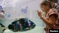 A girl looks at a robotic fish swim in the water at the World Robot Conference (WRC) in Beijing, China August 15, 2018. 