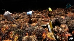 FILE - Workers sort palm fruits at a palm oil processing plant in Lebak, Indonesia, Tuesday, June 19, 2012. (AP Photo/Tatan Syuflana)