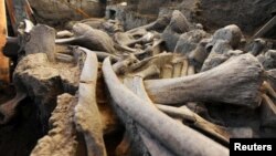 FILE - The fosilized bones of a mammoth are seen at the excavation site on May 17, 2016. Scientists say Mammoths lived on Alaska's St. Paul Island in the Bering Sea until about 5,600 years ago. They never came into contact with humans, who only arrived on the island in 1787.