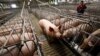 러시아 동물사료 기업, 북한 진출 추진