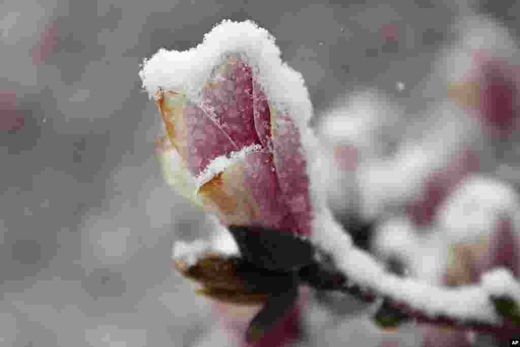 La neige recouvre une fleur de magnolia à Washington, lors d'une tempête de neige, le 21 mars 2018.