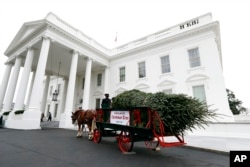 The White House Christmas Tree arrives at the White House in Washington, Friday, Nov. 25, 2016. The Balsam-Veitch fir from Wisconsin is 19 feet tall and 12 feet wide.