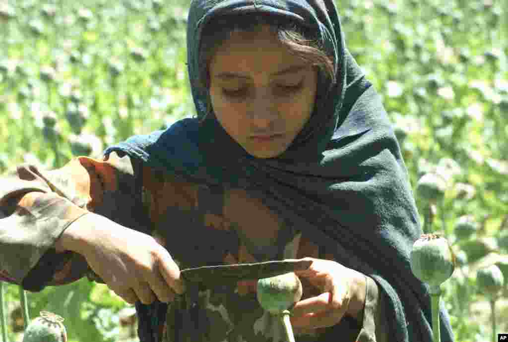 یوه افغانه ماشومه د غني خیلو په کلي کې د کوکنارو شیره ټولوي.&nbsp;
