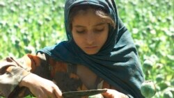 یوه افغانه ماشومه د غني خیلو په کلي کې د کوکنارو شیره ټولوي.&nbsp;