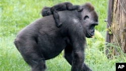 FILE - Moka, an endangered western lowland Gorilla, carries her unnamed 3-month-old baby on her back at the Pittsburgh Zoo and Aquarium in Pittsburgh, May 2, 2012.