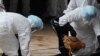 Bird Flu Researchers Postpone Work Amid Bioterrorism Concern