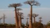Disparition des plus vieux baobabs d'Afrique