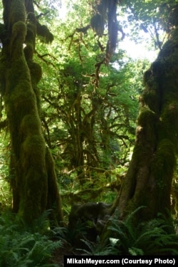 The lush forest in the Hoh valley is one of the most spectacular examples of primeval temperate rain forest in the lower 48 states.