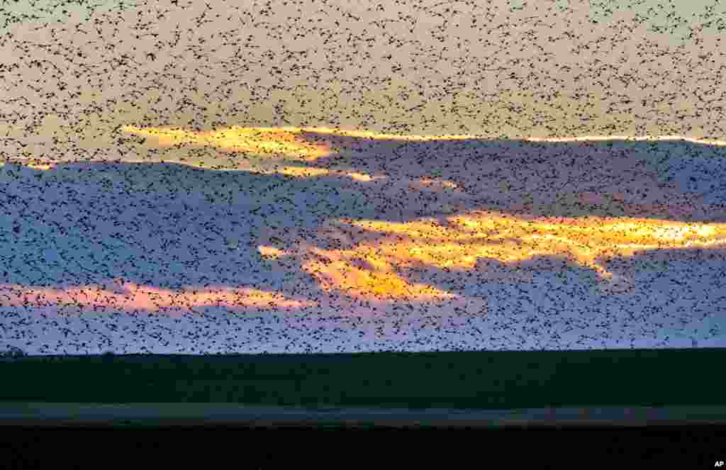 A large flock of starlings fly in the sky illuminated by the setting sun near Bacau, northeastern Romania.