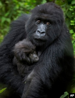 In this file photo from Friday, Sept. 4, 2015, a baby mountain gorilla is held by its mother in the forest in Volcanoes National Park, northern Rwanda. (AP Photo)