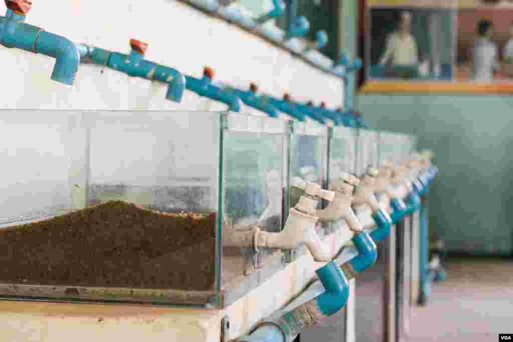 Tanks containing baby soft-shell turtles are seen at the protection center. The process is expected to increase hatchling survival rates. (Khan Sokummono/VOA)