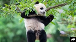 FILE - Panda cub Bao Bao hangs from a tree in her habitat at the National Zoo in Washington on her first birthday, Aug. 23, 2014. 