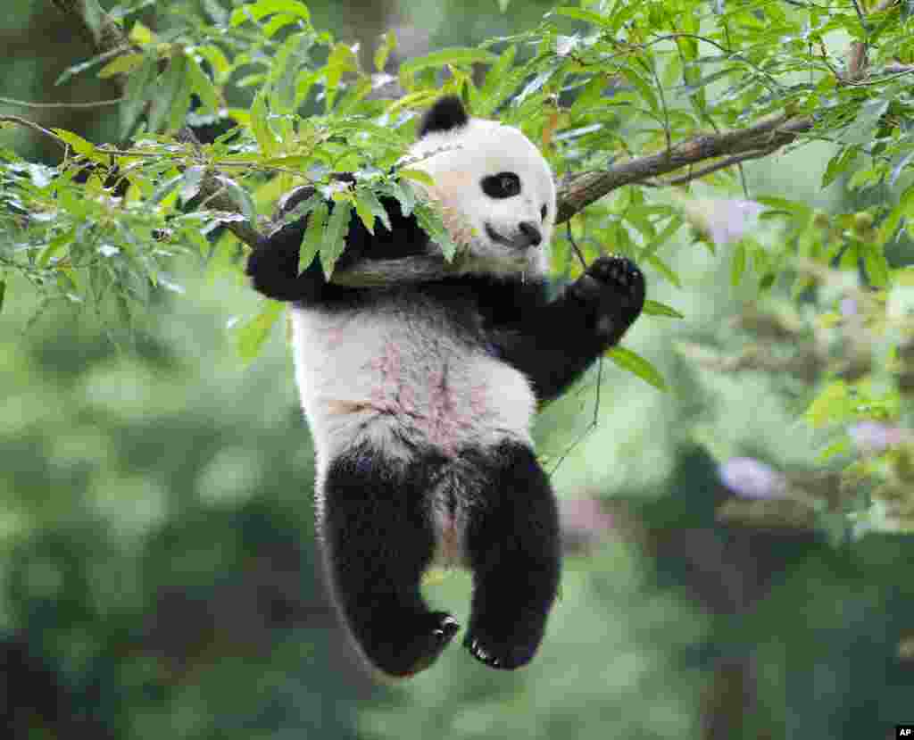 Panda cub Bao Bao hangs from a tree in her habitat at the National Zoo in Washington on her first birthday, Aug. 23, 2014.