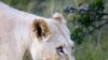 Mystical Big Cats at Home in South African Environmental Hotspot